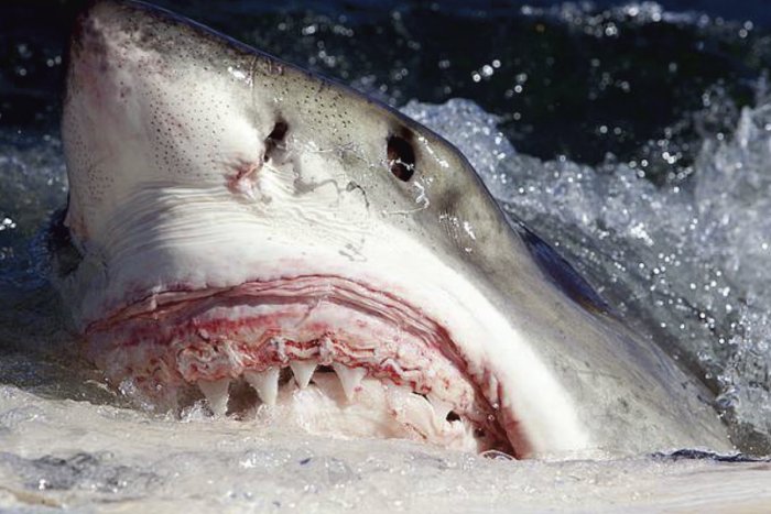 Почему ни в одном океанариуме нет большой белой акулы