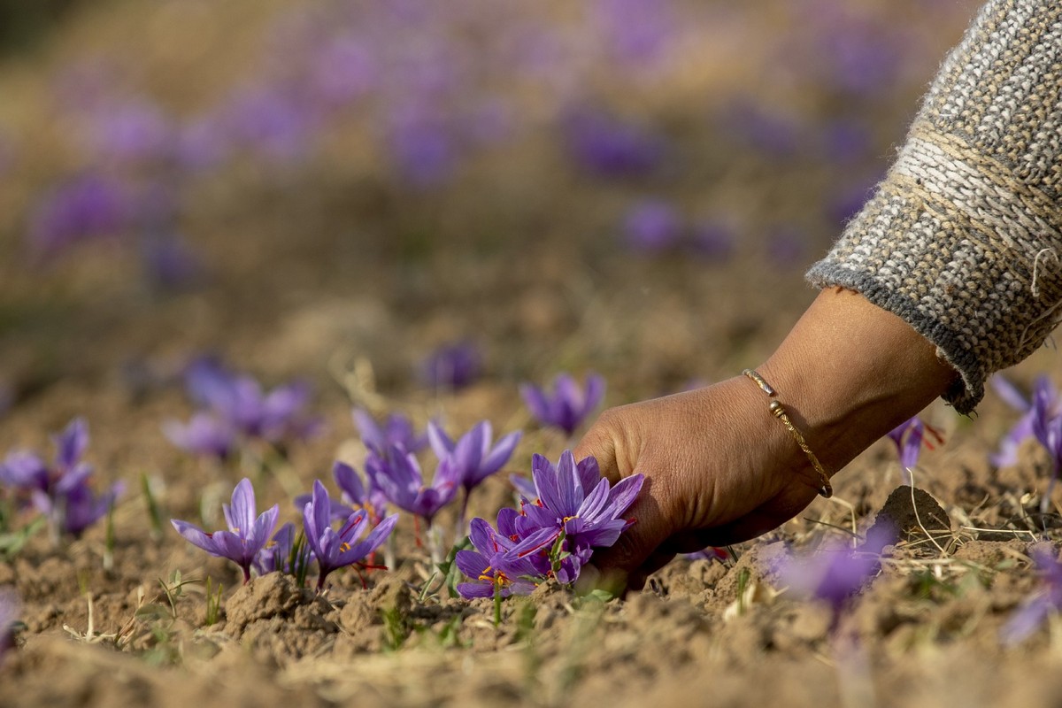 Драгоценная специя шафран из цветка в Кашмире