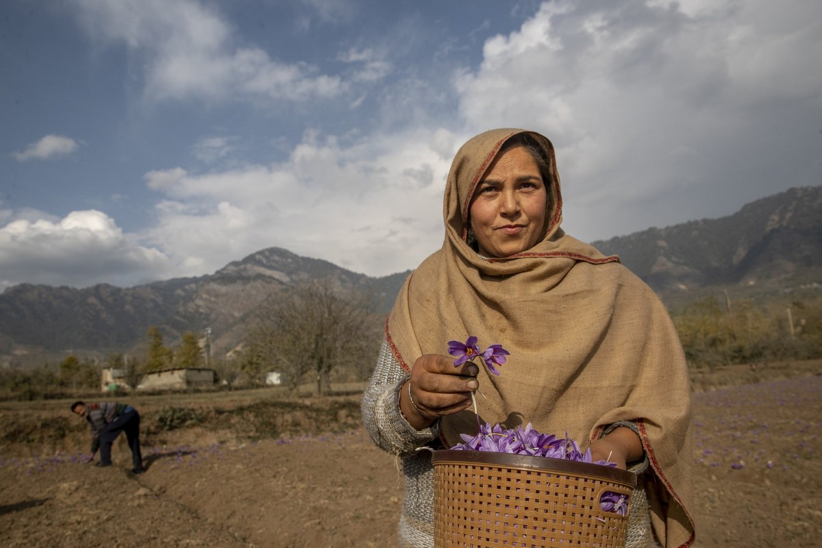 Драгоценная специя шафран из цветка в Кашмире