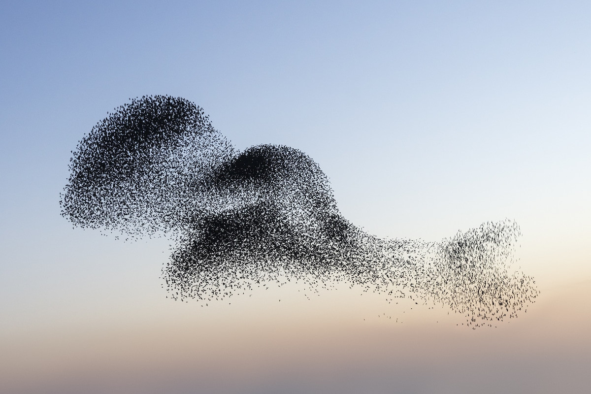 Фотограф пытается запечатлеть самые невероятные мурмурации птиц