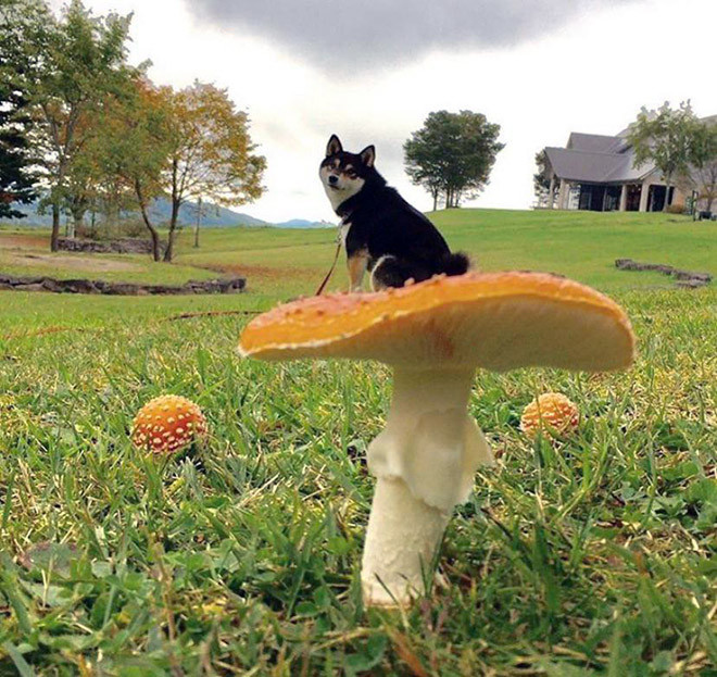 Снимки собачек на грибах