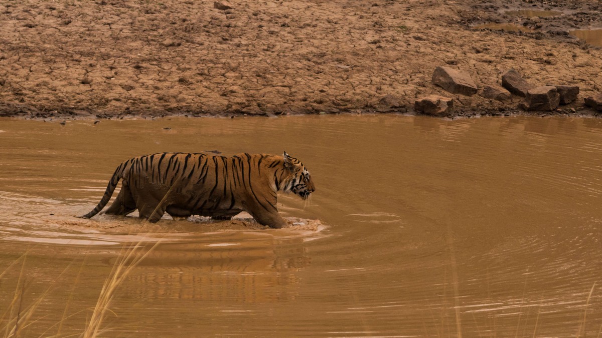 Тигр напал на смертоносного медведя в индийском заповеднике