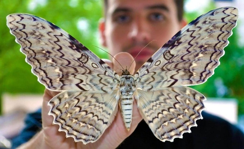Некоторые интересные факты о бабочках
