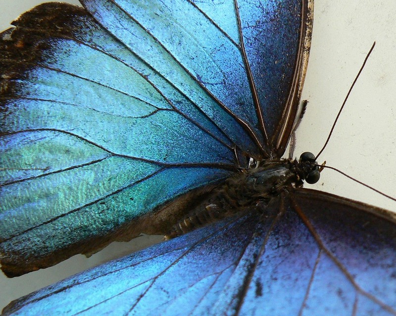 Некоторые интересные факты о бабочках