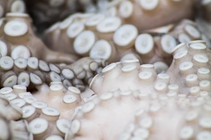 Почему осьминоги умеют ощущать вкус своими щупальцами?