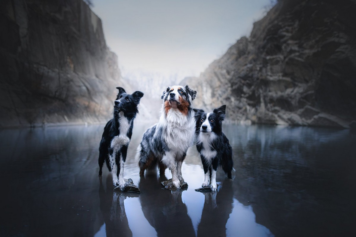 Очаровательные пёсели на фотографиях Кристины Квапиловой