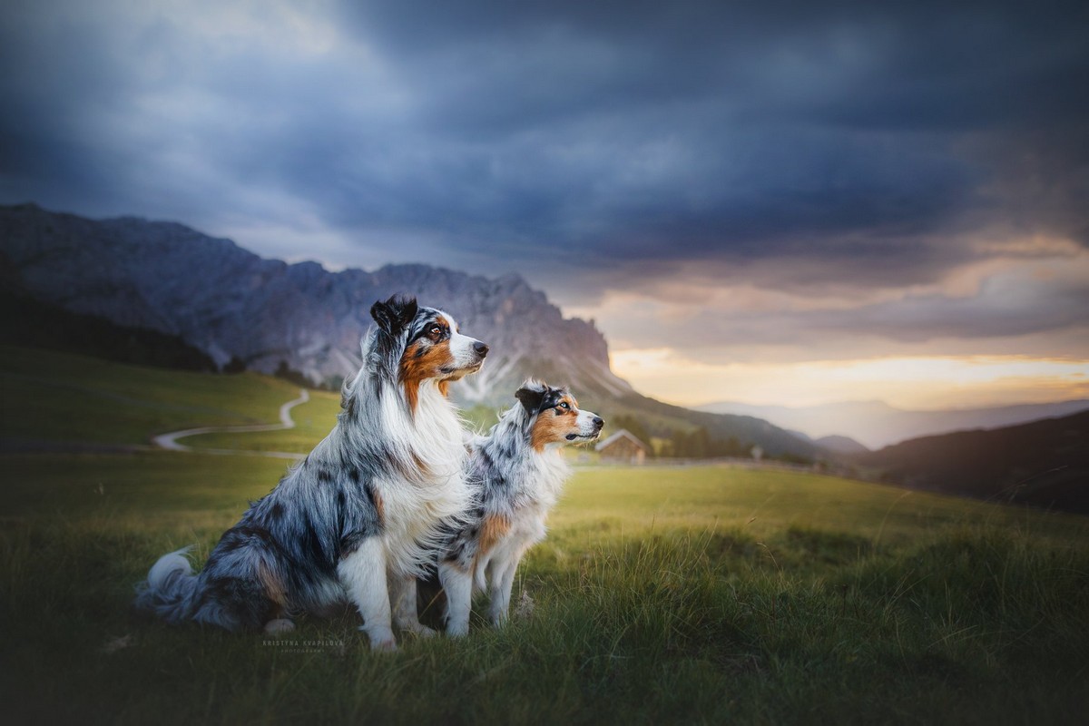Очаровательные пёсели на фотографиях Кристины Квапиловой