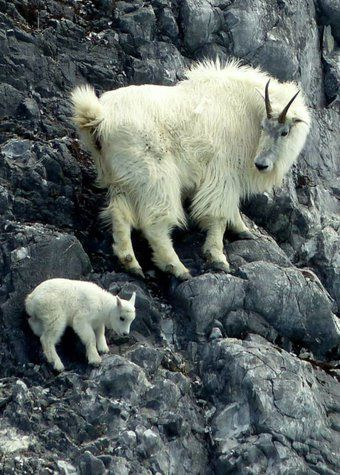 Мамы рядом с детёнышами из животного мира