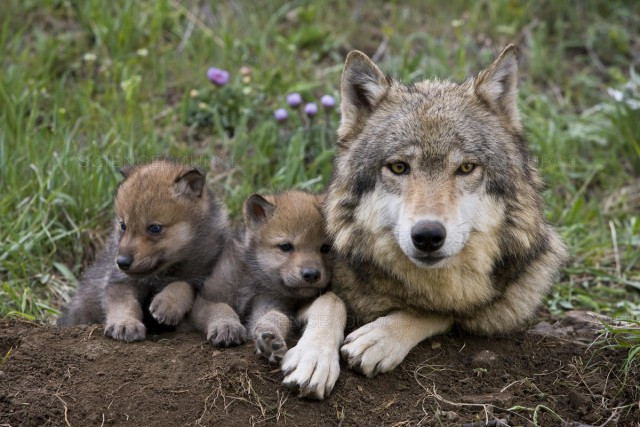 Мамы рядом с детёнышами из животного мира