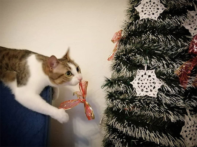 Битва котиков против новогодних ёлок