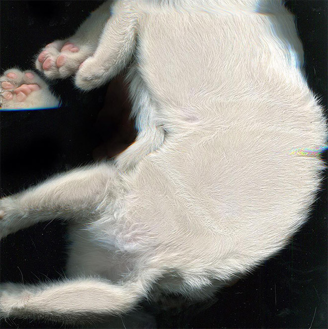 У кошки шевелится живот. Кошка сканер. Фото кошки, сканирующей документы.
