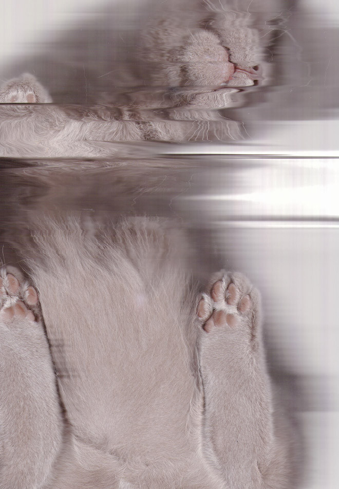 Люди сканируют своих котиков на самоизоляции