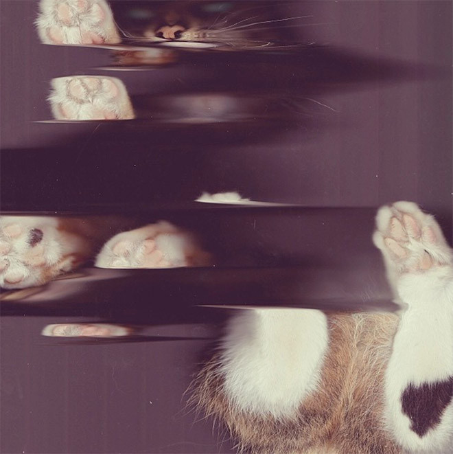 Люди сканируют своих котиков на самоизоляции Животные