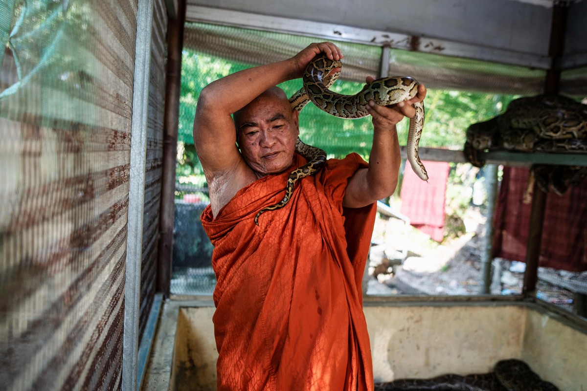 Мьянманский монах укрывает пойманных змей в монастыре