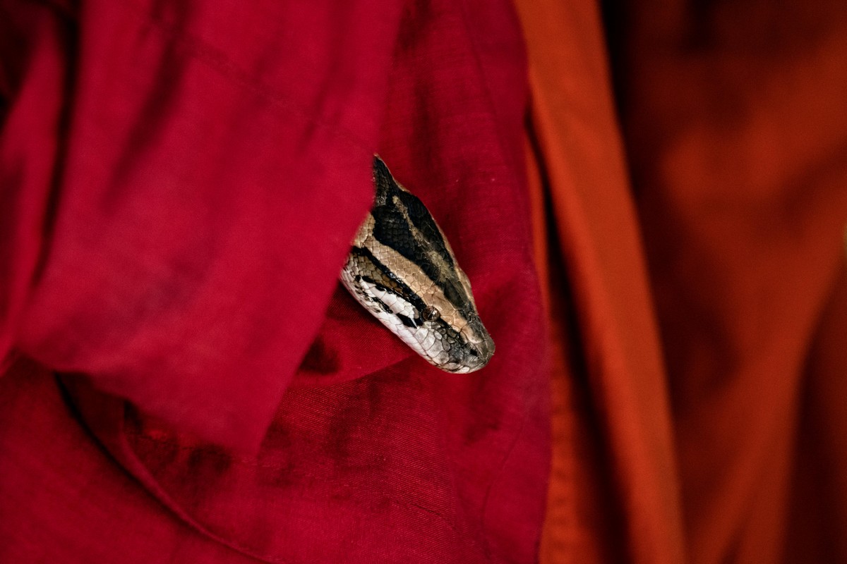 Мьянманский монах укрывает пойманных змей в монастыре