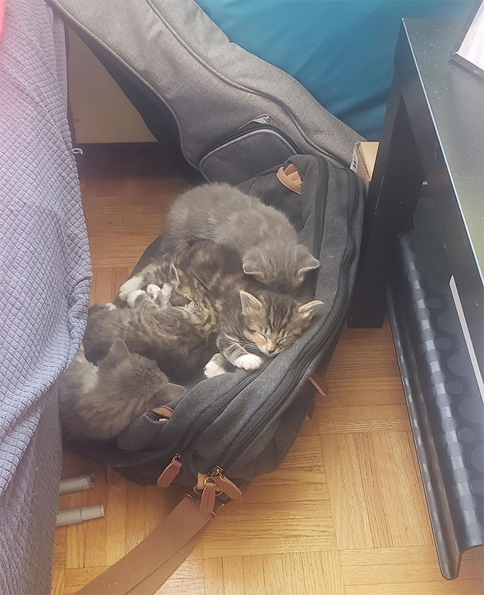 У котиков весьма своеобразное представление об уютном лежаке