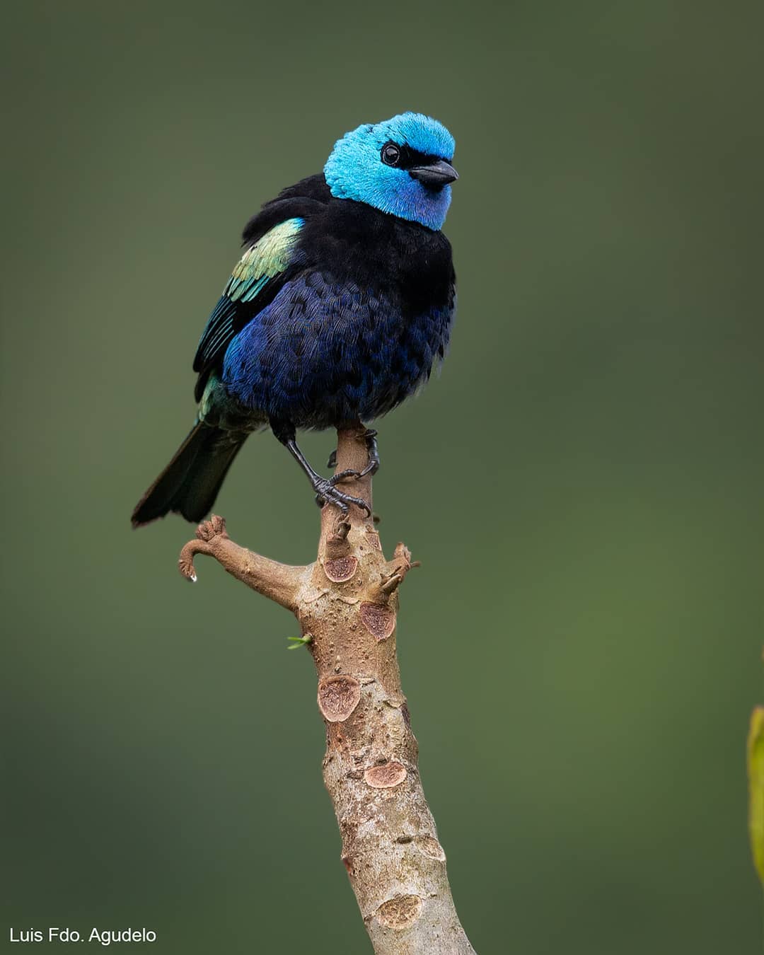 Красивые птицы на снимках Луиса Фернандо Агудело