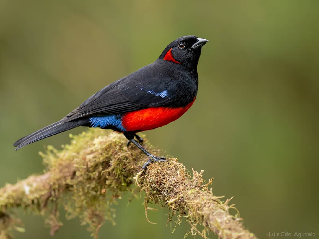 Красивые птицы на снимках Луиса Фернандо Агудело
