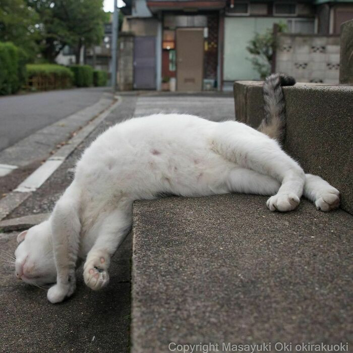 Уличные котики Токио на снимках Масаюки Оки