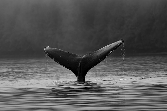 Почему киты с давних времён выбрасываются на берег?