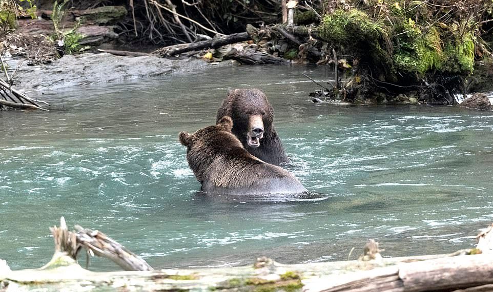 Медведи гризли подрались за право ловить лосося в канадской реке