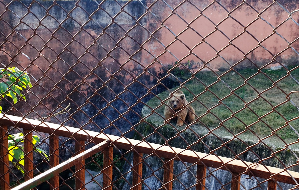 В Пакистане закрылся худший зоопарк в мире