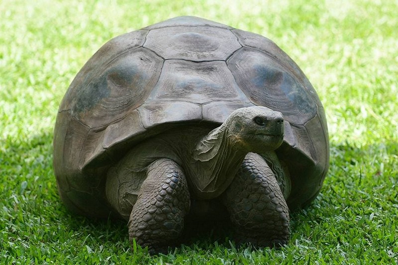 Самые старые черепахи в мире, попавшие в Книгу Рекордов