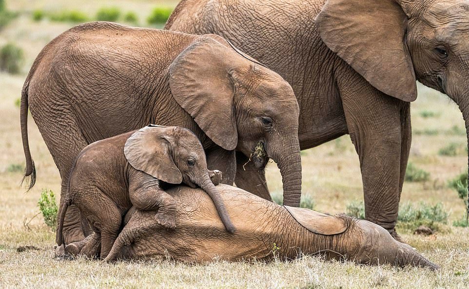 Слоненок играет со старшим братом на снимках
