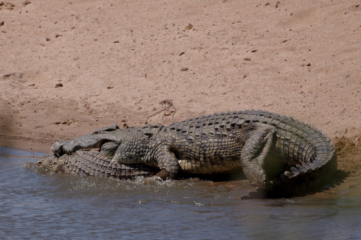 Крокодил-каннибал сожрал молодого сородича