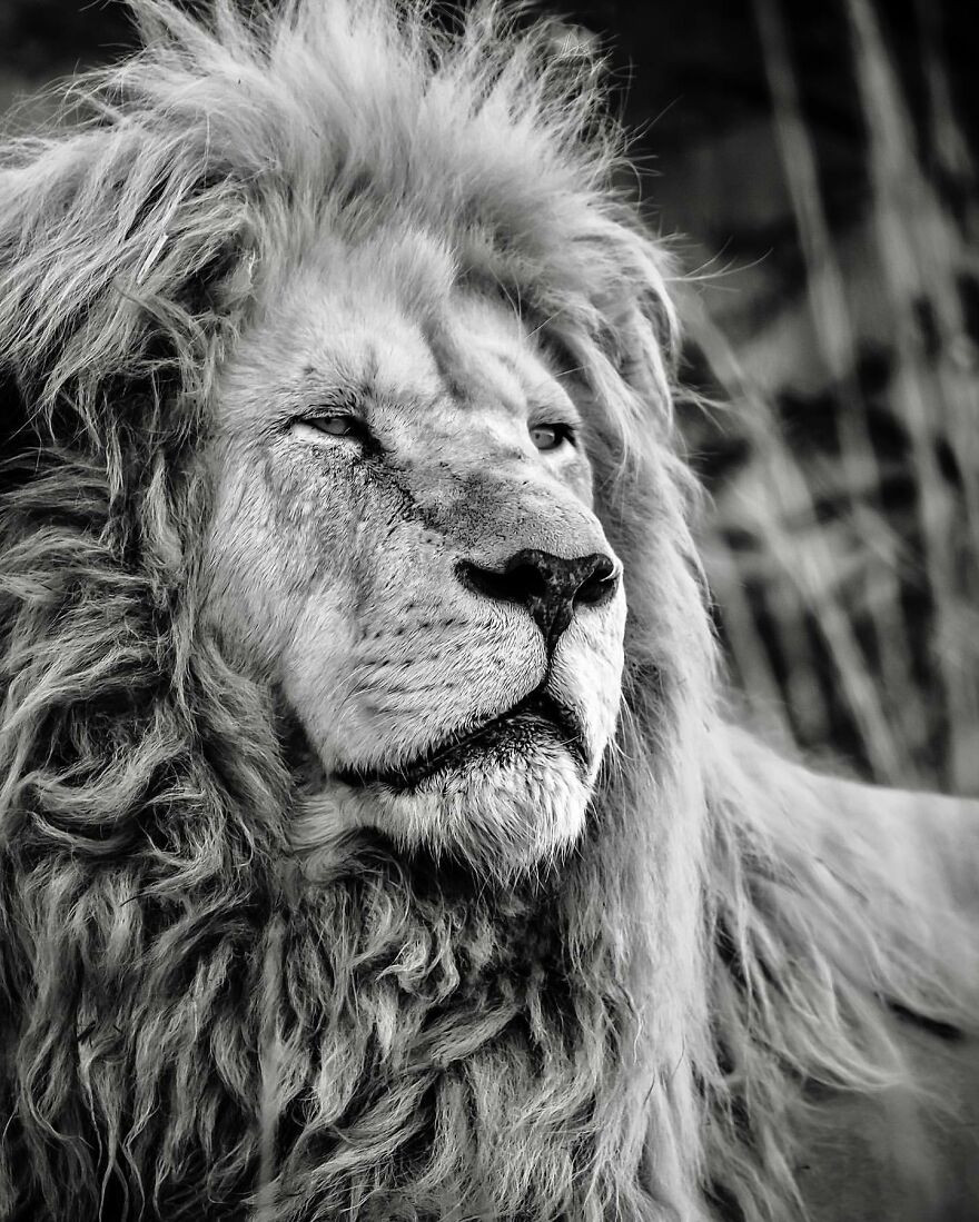 Величественные львы на снимках британского фотографа