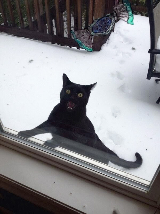 Домашние котики, которые впервые увидели снег Животные