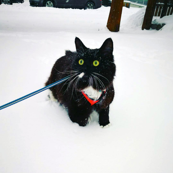 Домашние котики, которые впервые увидели снег Животные