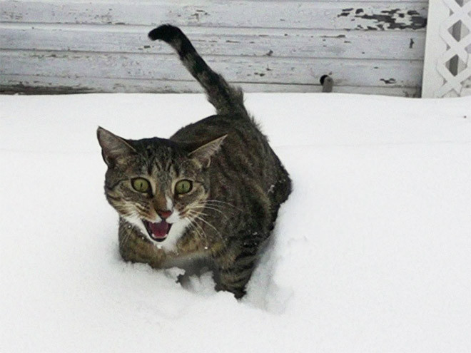 Домашние котики, которые впервые увидели снег