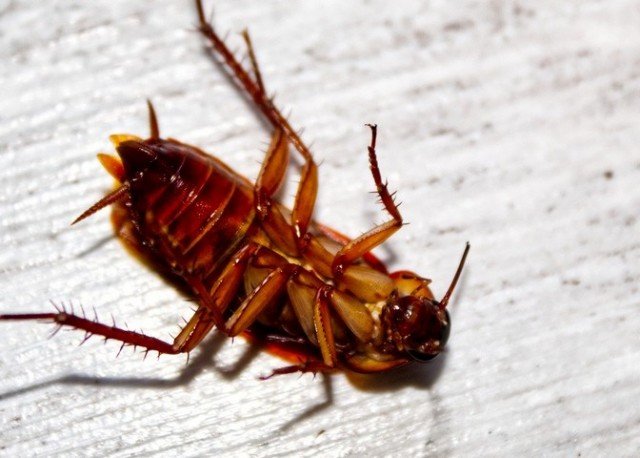 Какую роль играют тараканы в природе?
