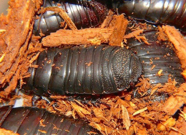 Какую роль играют тараканы в природе?