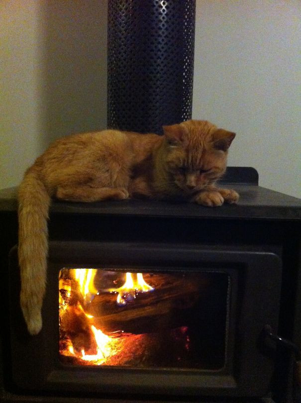 Котики всегда помогут найти самое тёплое место в доме