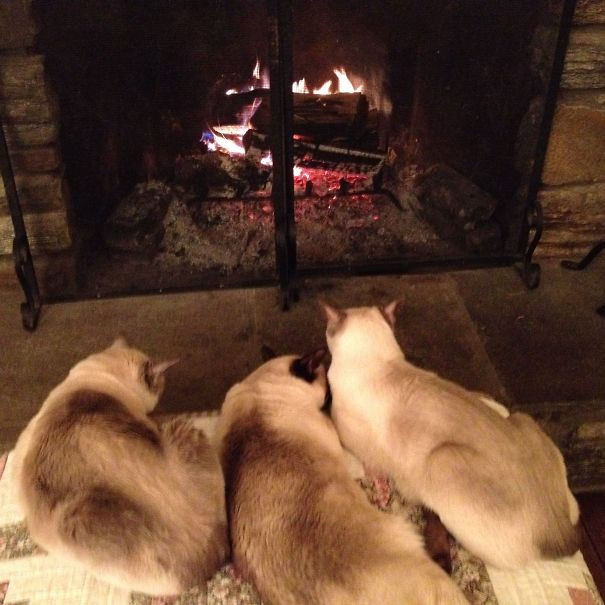 Котики всегда помогут найти самое тёплое место в доме Животные