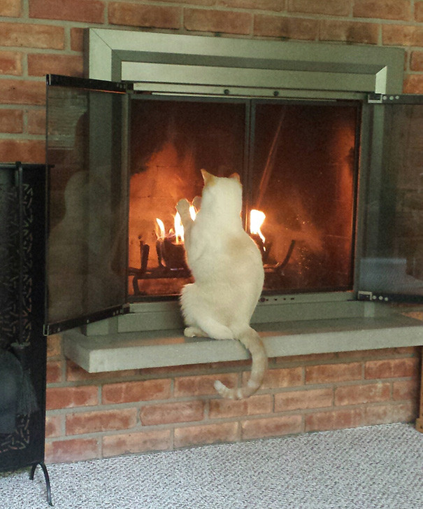 Котики всегда помогут найти самое тёплое место в доме Животные