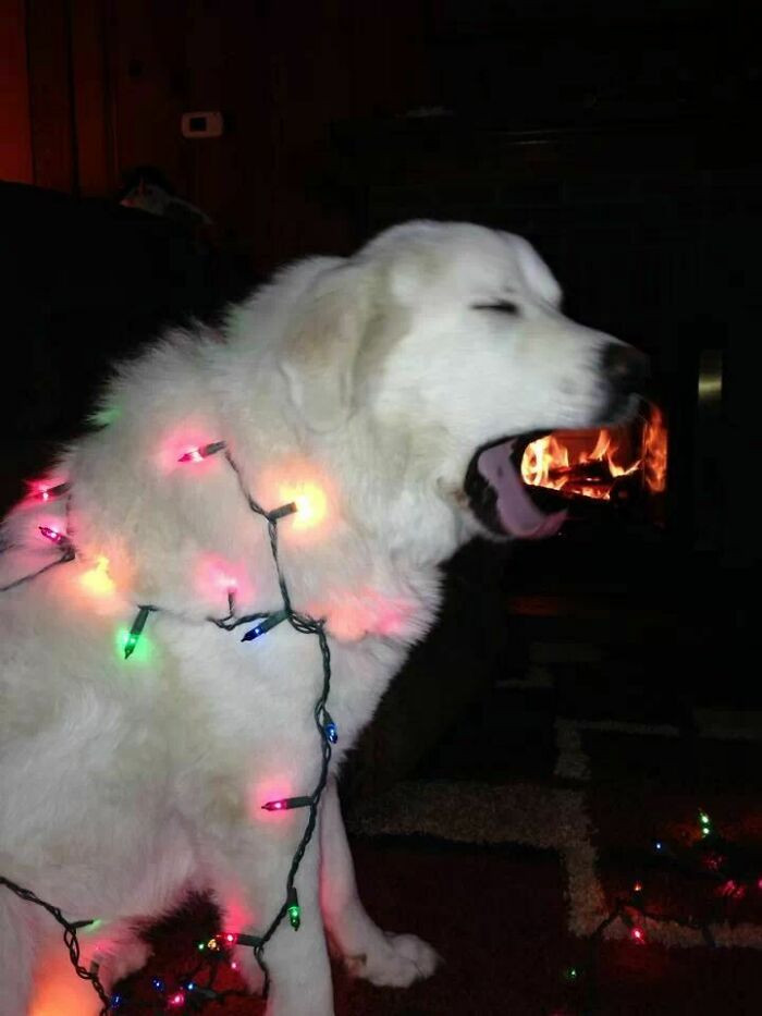 Собаки просто обожают фотобомбить рождественские снимки