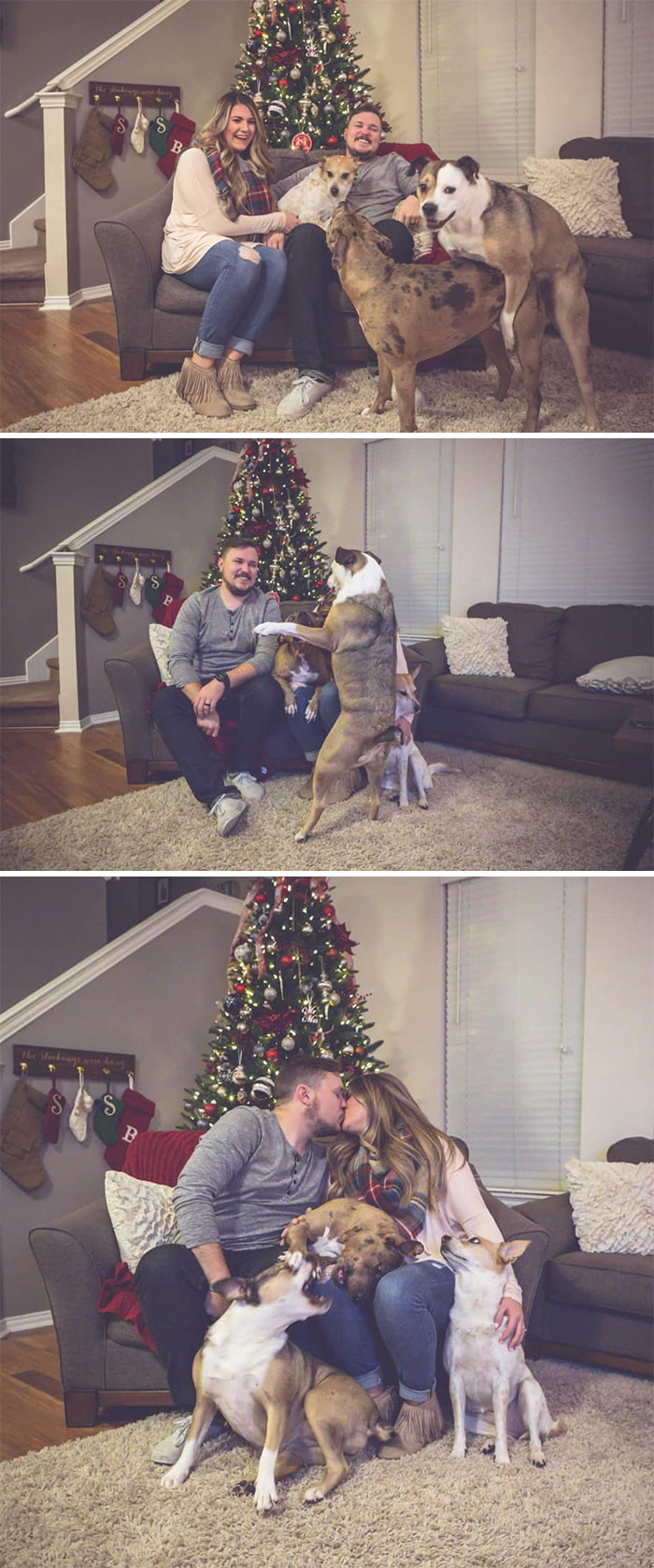Собаки просто обожают фотобомбить рождественские снимки
