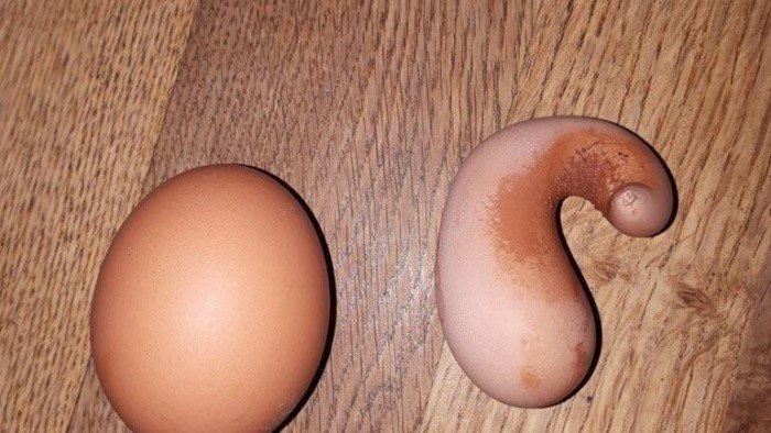Снимки странных яиц самых разных цветов и форм