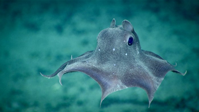 Какие существа обитают в Марианской впадине на глубине 11 километров?