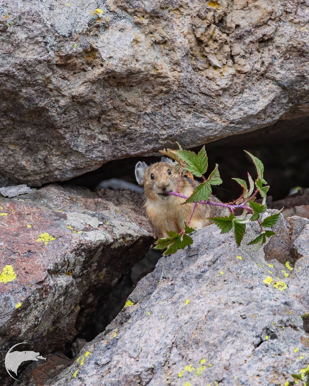 Дикие животные и птицы на снимках Томаса Мангельсена Мангельсен, Wildlife, снимках, National, Geographic, числе, журналах, многочисленных, появились, фотографии, Земли, места, дикие, удивительные, последние, фотографируя, наблюдая, более, всему, Audubon