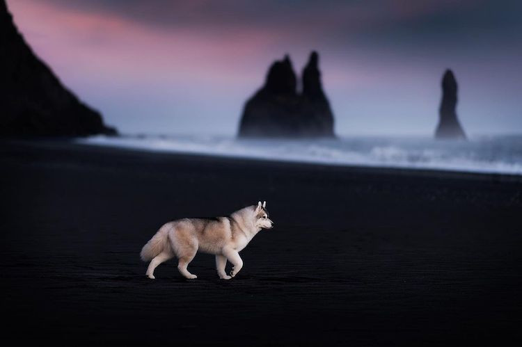 Снимки собак на фоне потрясающих пейзажей