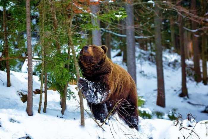 Интересные факты из жизни медведя шатуна