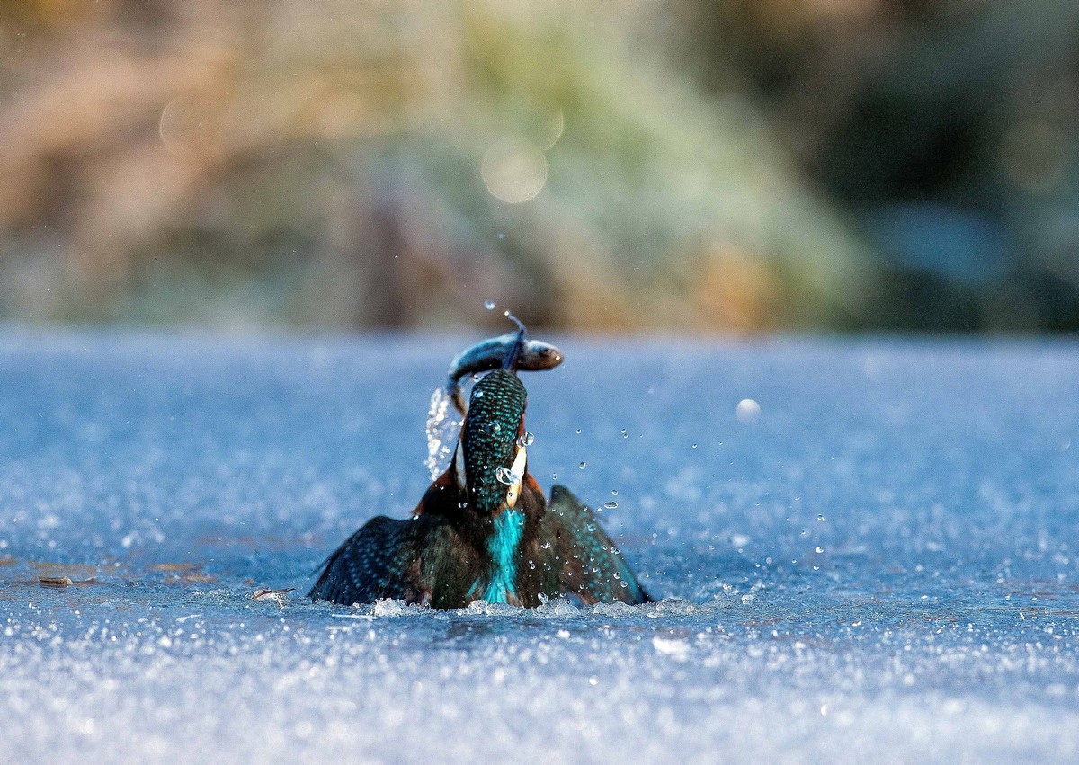 Зимородок ныряет в ледяное озеро, чтобы поймать рыбку