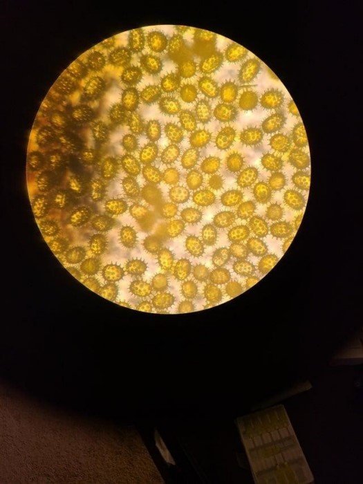 Удивительные снимки некоторых вещей под микроскопом