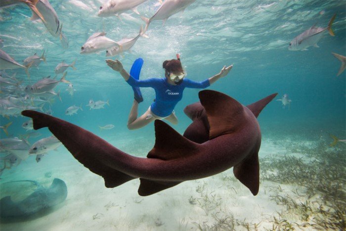 Как можно отбиться от акулы в море
