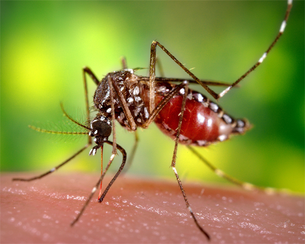 Почему комариный укус так чешется?