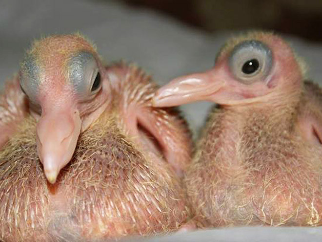 Птенцы голубей: они стесняются своей внешности?